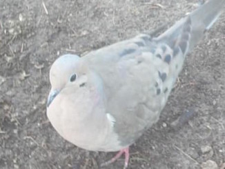 Mourning Dove at Tiny House project