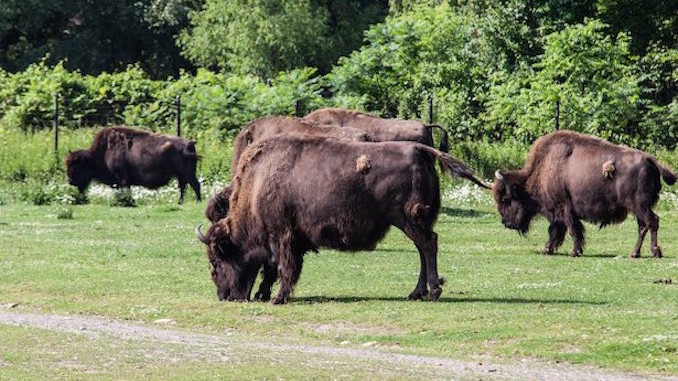 Wood Bison Toronto Zoo