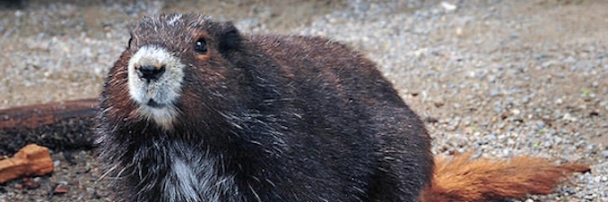 marmot conservation initiatives
