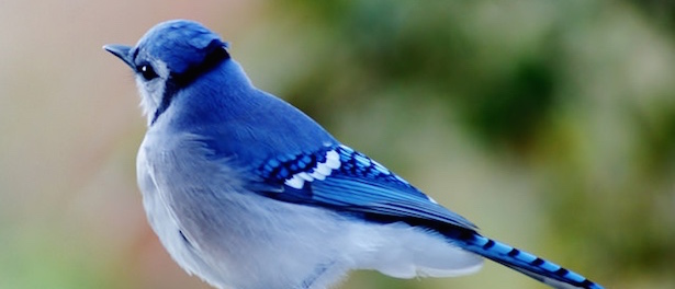 Blue Jay Photo by Jamie Hedworth