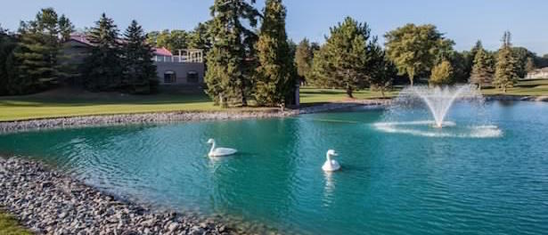 Oakwood-Resort-Pond-Swans