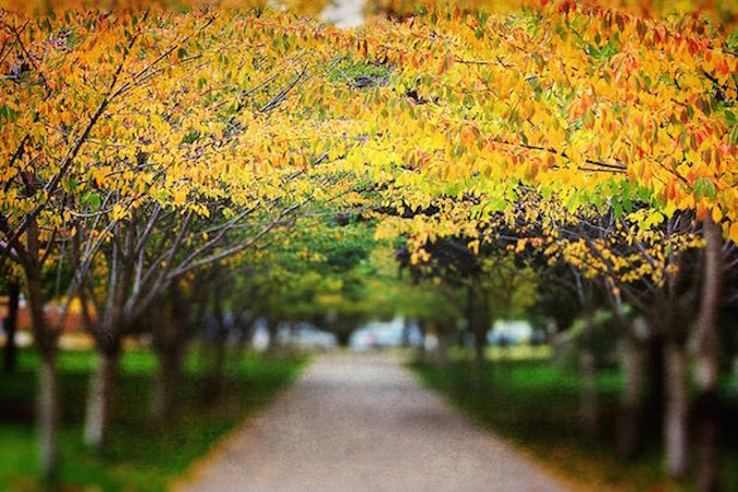 Sakura-Fall-Autumn