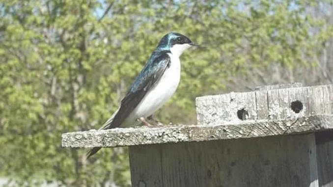 Toronto Bird Photo Booth