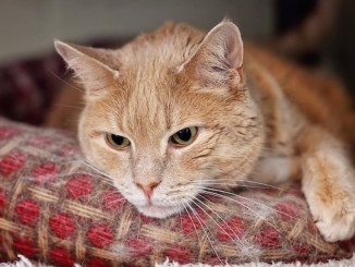 Benson is available for adoption from the North TOronto Cat Shelter which is a no cage and no kill shelter in our city