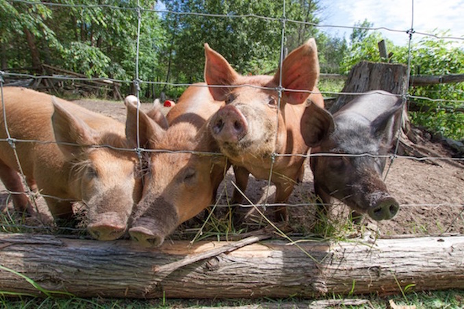 Viamede Resort farm pigs