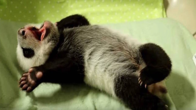 giant panda cubs