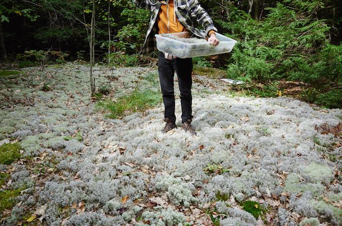 Foraging for Sustainable Canadian Cuisine at Actinolite