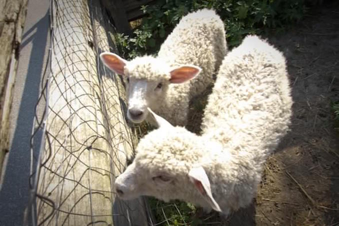 Riverdale Farm Toronto