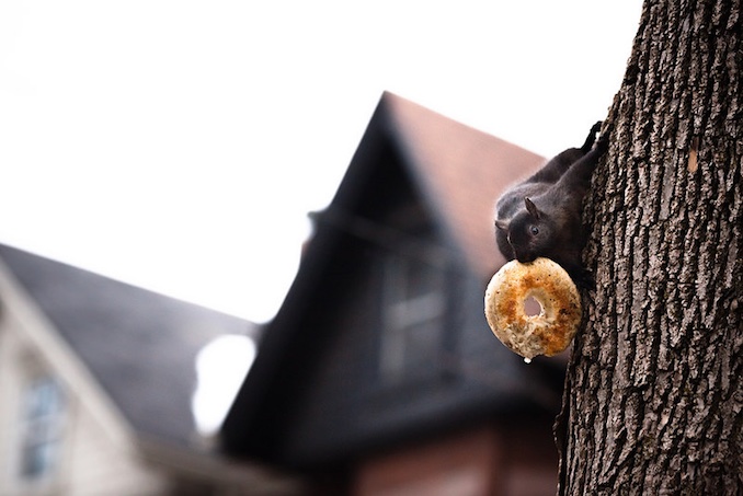 Squirrel takes Bagel in toronto. It's a Canadian thing