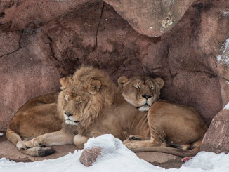 Toronto Zoo Lions