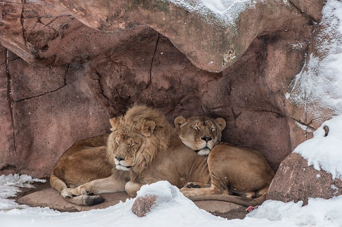 Toronto Zoo Lions