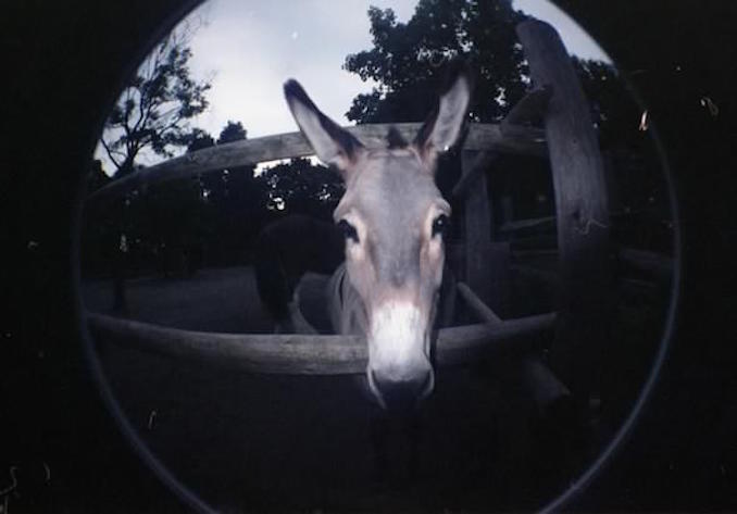 Riverdale Farm Toronto