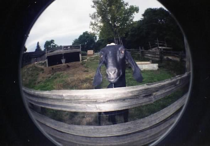 Riverdale Farm Toronto