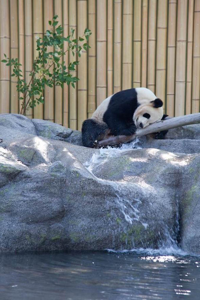 Toronto Zoo