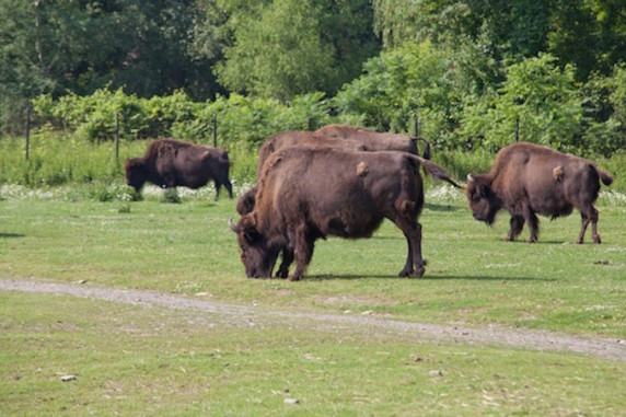 The Toronto Zoo