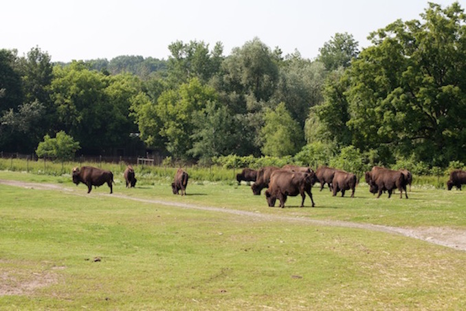 Toronto Zoo