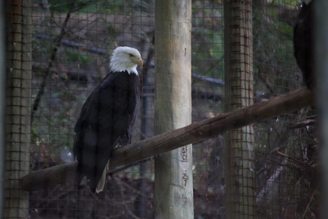 Toronto Zoo