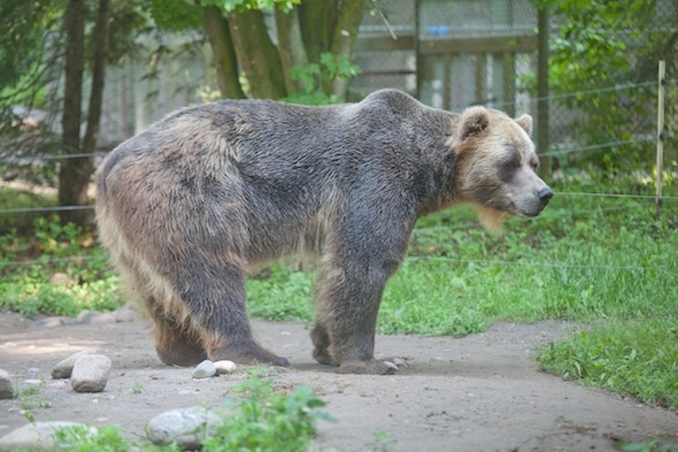 Toronto Zoo