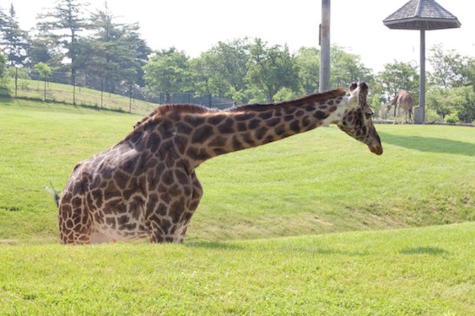 Toronto Zoo