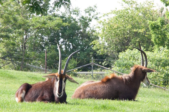 Toronto Zoo