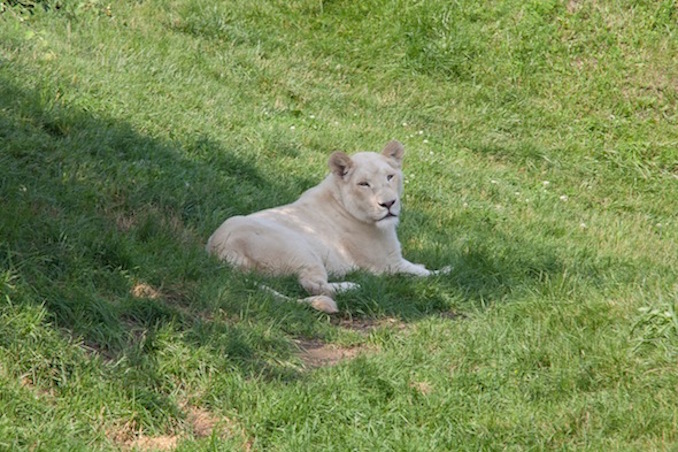 Toronto Zoo