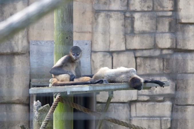 Toronto Zoo