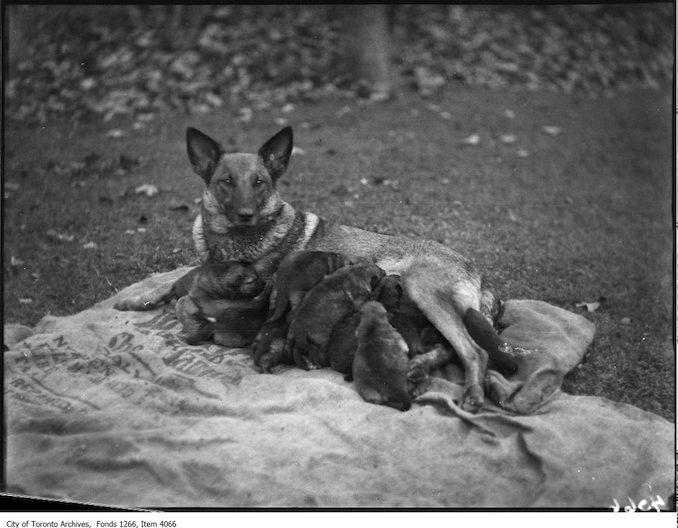 Belgian Police Dog and puppies. - November 12, 1924