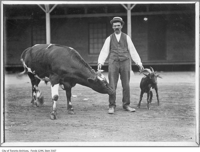 Briny the bull and Jerry the goat, leaders at the Union Stock Yards. - 1909