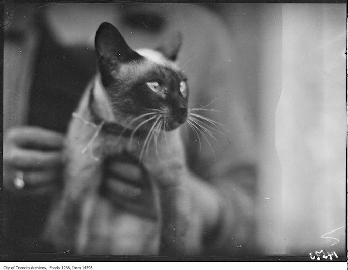 C.N.E., Cats, [Hu Stich], Siamese, Mrs. [Stroud], Toronto. - August 30, 1928