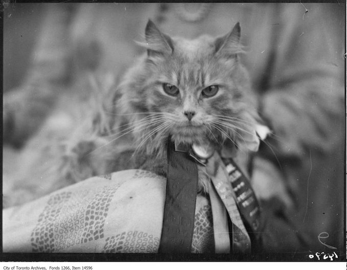 C.N.E., Cats, Paddy, Persian, Mrs. Robert [Huckle], Toronto. - August 30, 1928