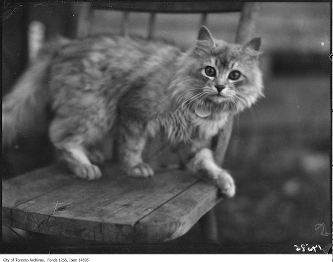 C.N.E., Cats, [Sir Crushing], Persian, Mrs. H. Ainsworth, Toronto. - August 30, 1928