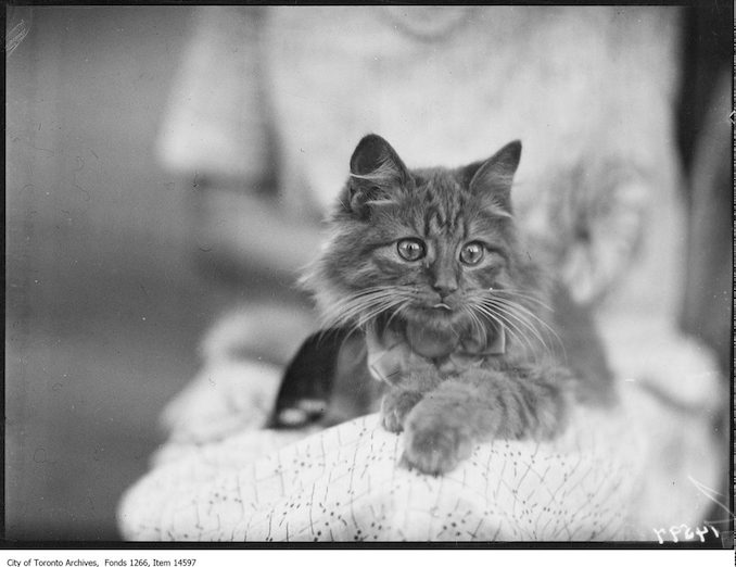 C.N.E., Cats, Sovereign King, Persian, Mrs. [Contandra], Toronto. - August 30, 1928