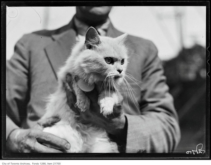 CNE, cat show, Champion Lady Wonder Gal, Mrs. E.G. Fessenden, Toronto aug 26 1930