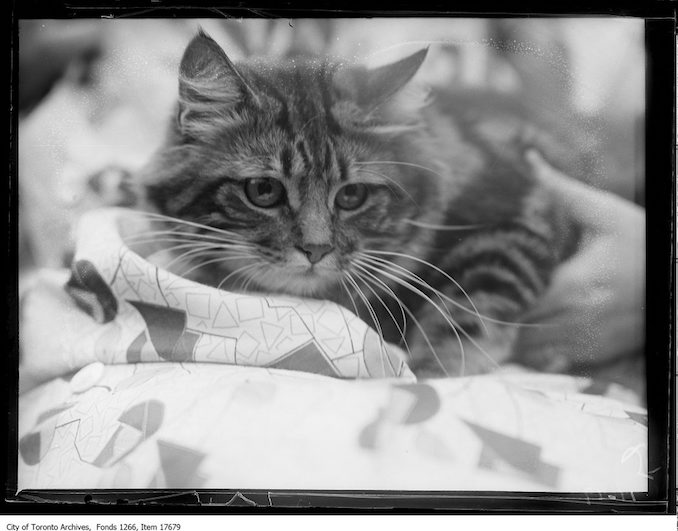 CNE, cat show, [Kiniemuir] Robin, Miss H.M. Elliot, Toronto. - August 27, 1929