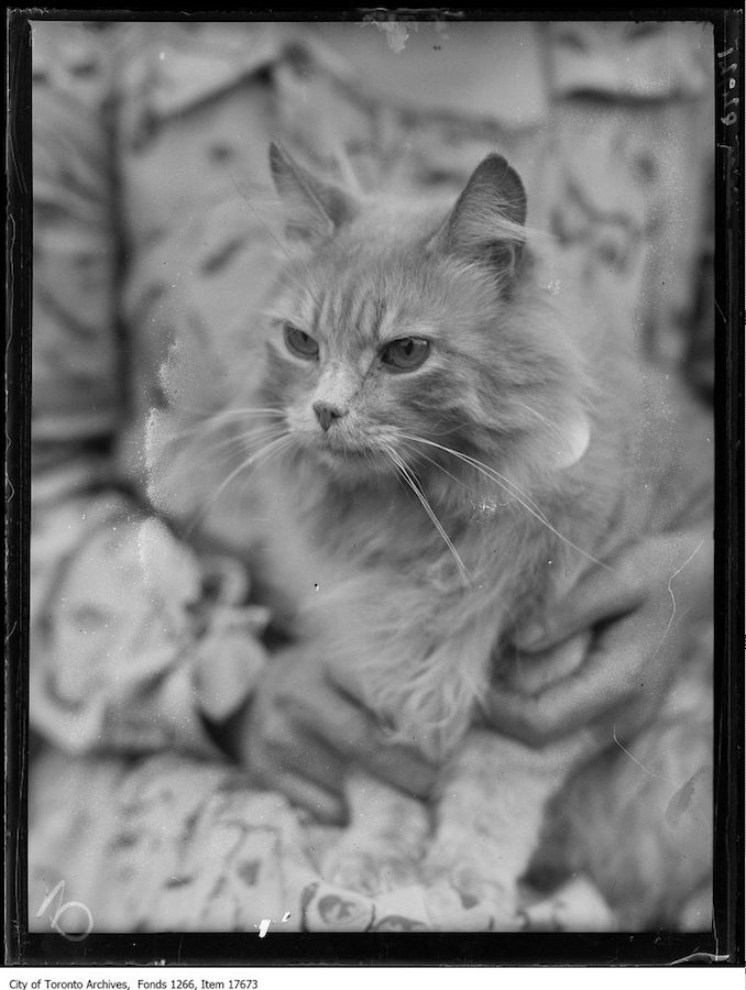 CNE, cat show, Paddy, Mrs. Robert Huckle, Toronto. - August 27, 1929