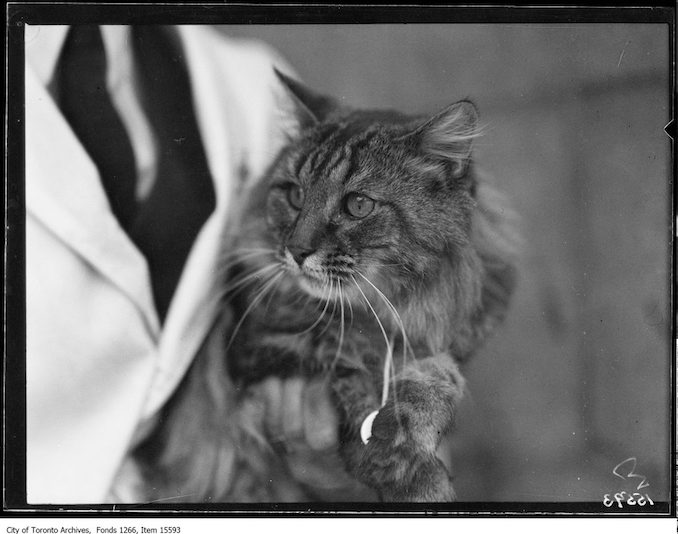 Cat Show, [Bonny] Boy, Mrs. G. L. Graves, Toronto. - January 23, 1929