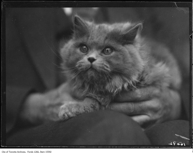 Cat Show, Lady Moonbeam, Mrs. A. G. Crysdale, Toronto. - January 23, 1929