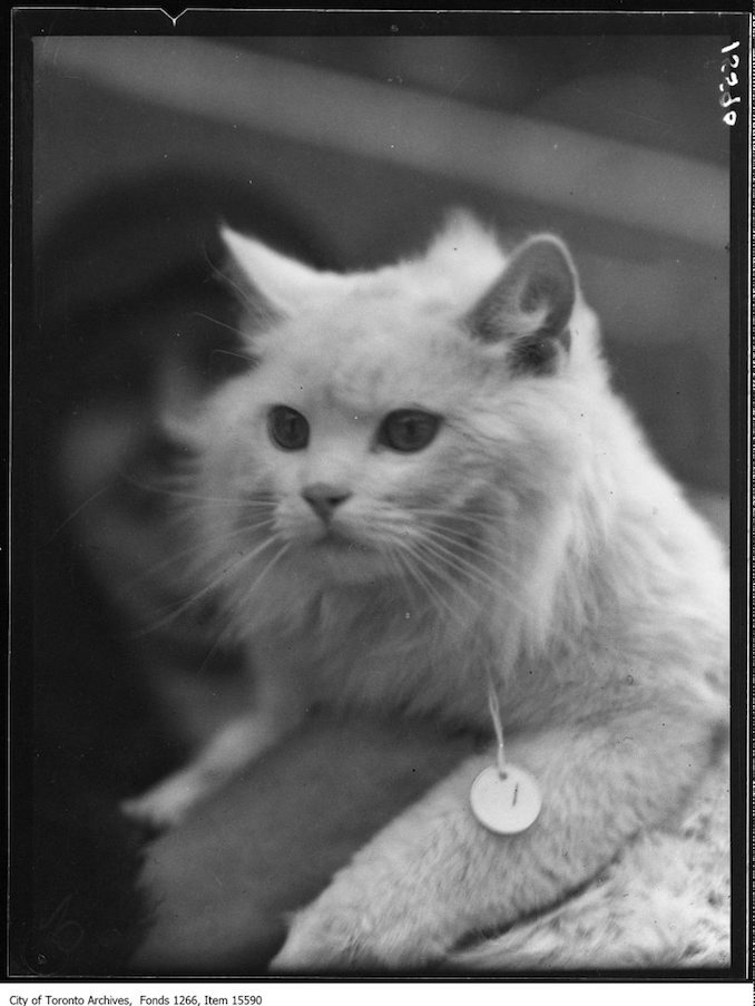 Cat Show, Prince Snowball, Mrs Amy Hall, Toronto. - January 23, 1929