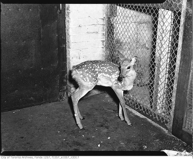 Deer possibly belonging to Joe La Flamme, The Mosse Man 194?