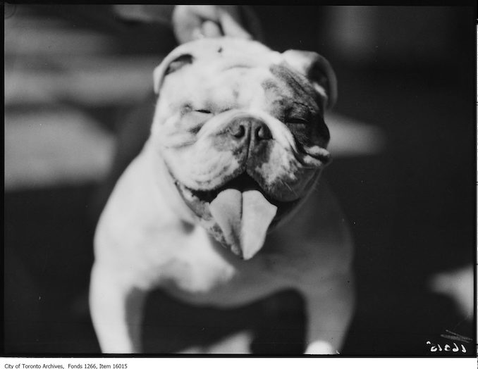 Dog Show, Kingswood I. B. E., James Cassina, Toronto. - March 29, 1929