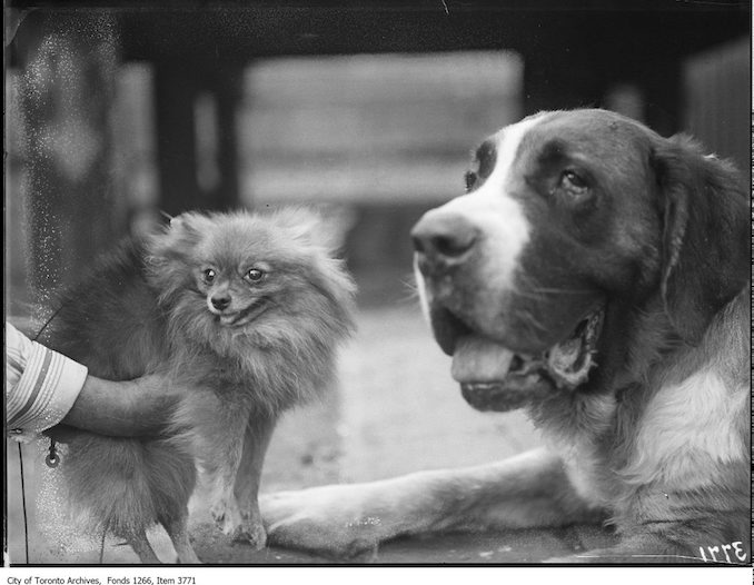 Exhibition, dogs, "Nydia", St Bernard female, W. R. Hibberd, [Pauvale] Ambrigola, Pom, Walkerton, Mrs. J. W. Bruce, Toronto. - September 2, 1924