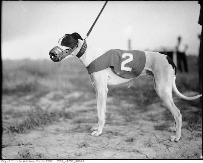 Greyhound 1930?