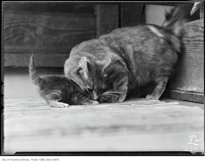 Holiday trip, Lakefield, cat picking up kittens aug 17 1930