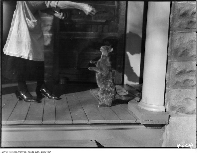 Lakefield, cat reaching for food. - November 10, 1924