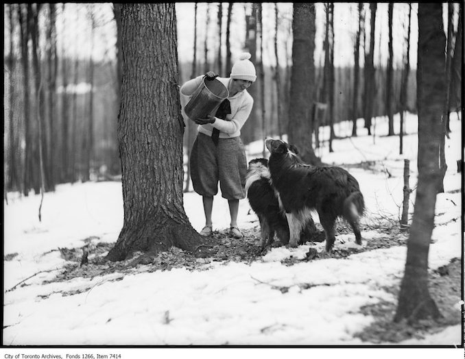 Maple syrup, girls offering dogs drinks of sap. - March 27, 1926
