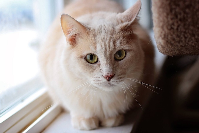 Max at North Toronto Cat Rescue from gas chamber