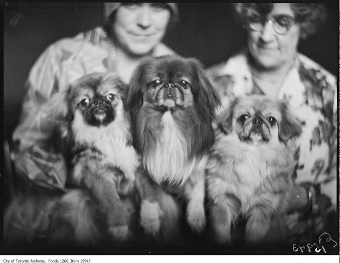 Pekingese dogs, [Billy Coo], [Pun Chew], Eastern Beauty. - March 16, 1929 - Vintage Animal Photographs