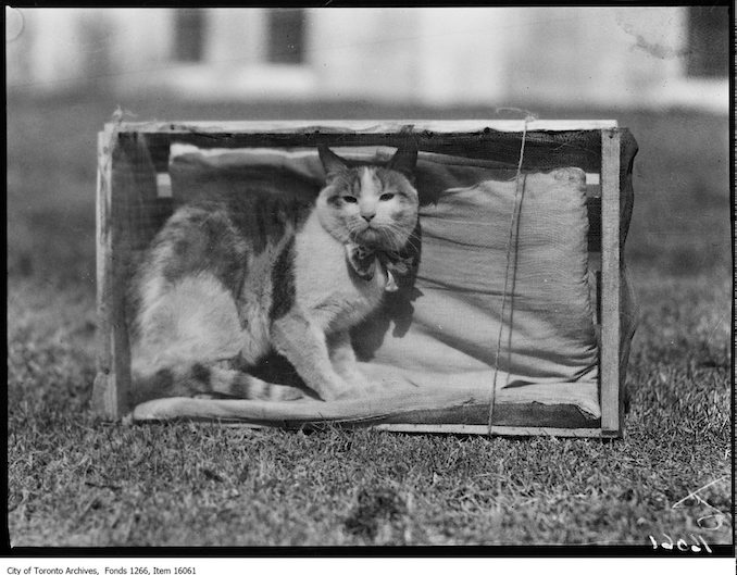 Pets Parade, Ginger, Audrey Ellis, age 13. - April 2, 1929 - Vintage Animal Photographs