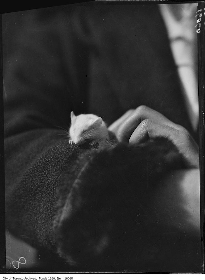 Pets Parade, Whitey, Gabriel Humble, age 10. - April 2, 1929 - Vintage Animal Photographs