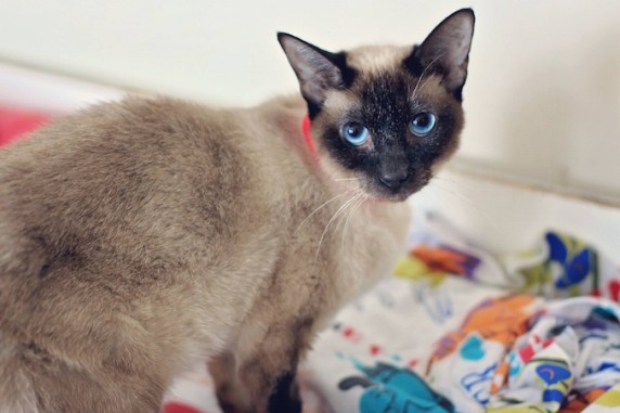 Sable and Sofia Siamese Cats up for Adoption